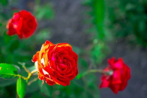 绽放的红玫瑰在花朵的衬托下 — 图库照片