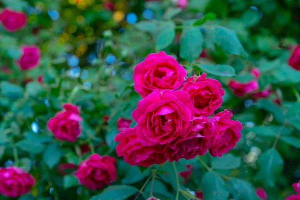 Rose Bush Growing Garden — Stock Photo, Image