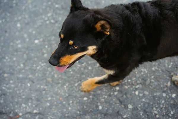 Cão Com Língua Pendurada Quer Beber Água — Fotografia de Stock