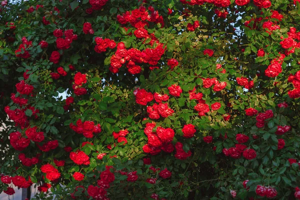 Growing Big Bush Red Rose — Stock Photo, Image