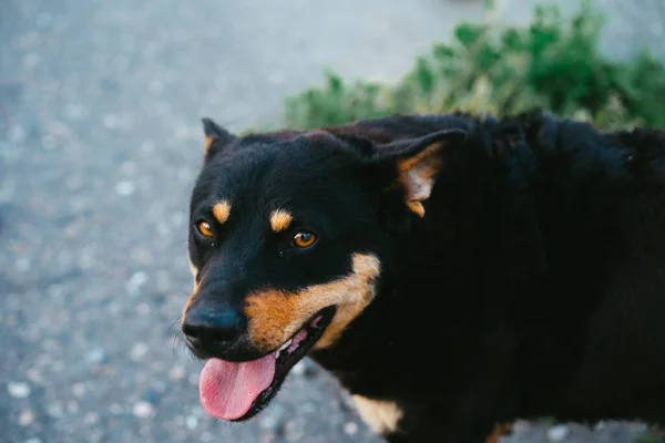 Sokaktaki Köpek Ağzı Açık — Stok fotoğraf