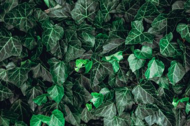 Arkaplan olarak bir bitkinin yeşil yaprakları