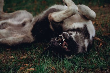 Köpek ağzı açık sırt üstü yatıyor..