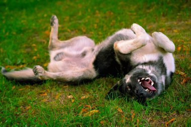 Köpek dili dışarıda sırt üstü uzanıyor.