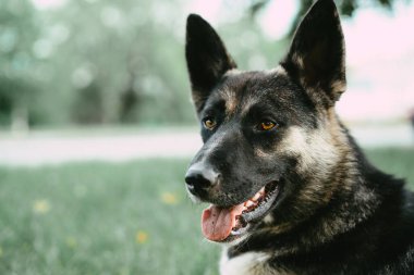 Çoban köpeği su içmek istiyor.