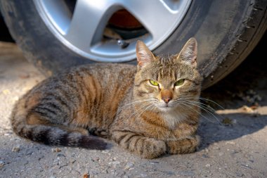 Kedi arabanın yanında yatıyor.
