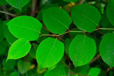 Bir bitkinin yeşil yaprakları