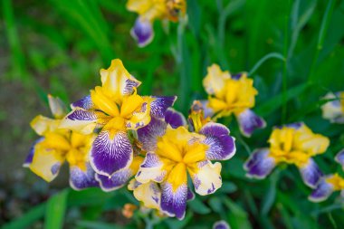 Sarı büyüyen ve açan çiçekler