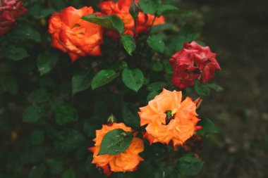 Portakal büyür ve çiçek açar.