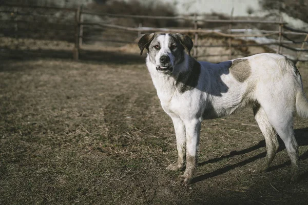 Stor Hund Står Marken — Stockfoto