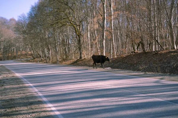 Корова Идет Дороге — стоковое фото