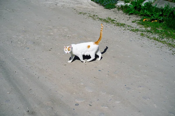 Eine Streunende Katze Überquert Die Straße — Stockfoto
