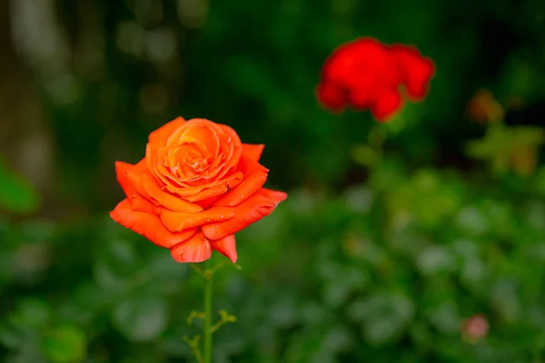 Rosa Creciente Sobre Fondo Plantas —  Fotos de Stock