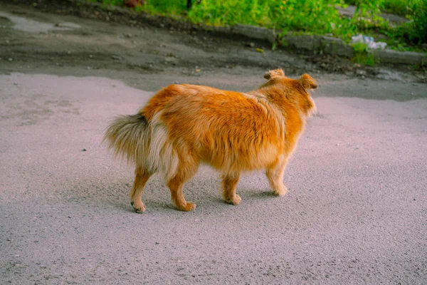 Perro Jengibre Caminando Por Calle — Foto de Stock