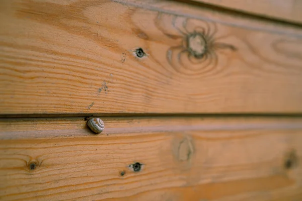 Ślimak Siedzi Drewnianej Powierzchni — Zdjęcie stockowe