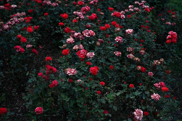 Many Blooming Red Roses Garden — Stock Photo, Image
