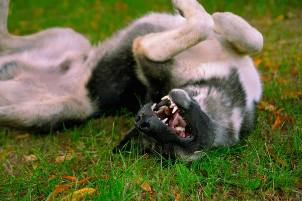 Köpek Ağzı Açık Sırt Üstü Yatıyor — Stok fotoğraf