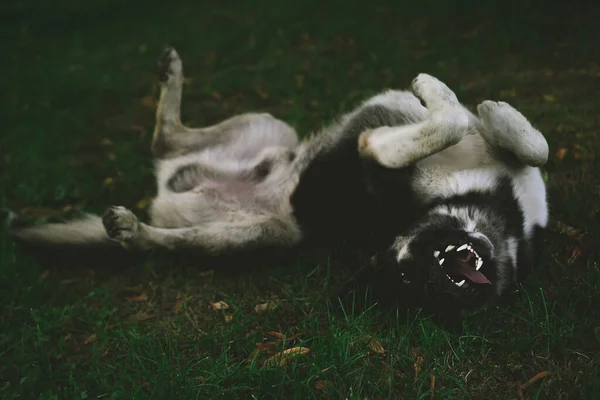 Cão Deita Costas Com Língua Para Fora — Fotografia de Stock