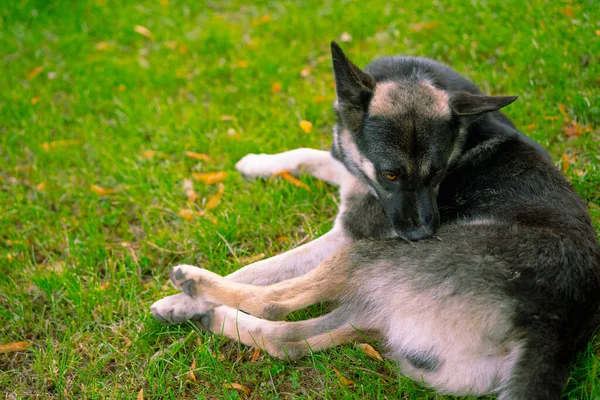 Cão Está Procurando Pulgas Seu Corpo — Fotografia de Stock