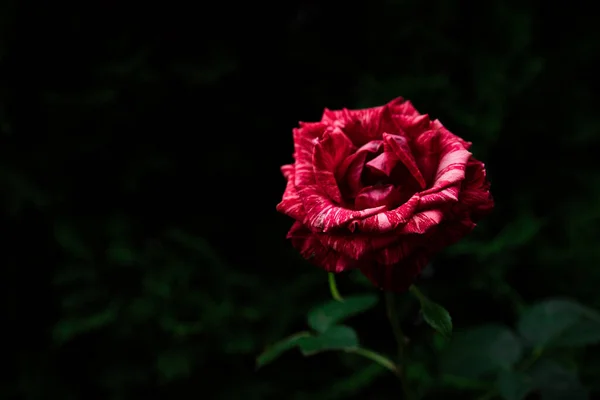 Wachsende Und Blühende Rote Rose — Stockfoto