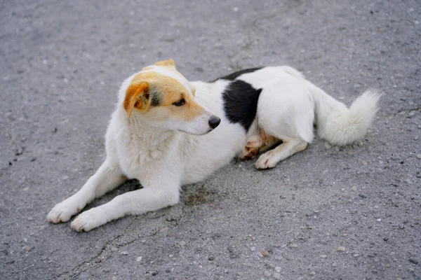 Cane Senzatetto Trova Sulla Strada — Foto Stock