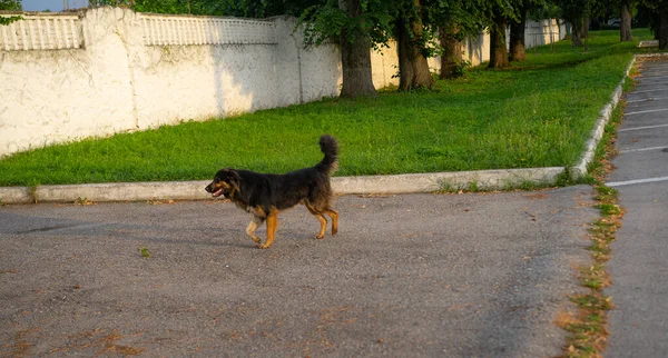 无家可归的狗走在街上 — 图库照片