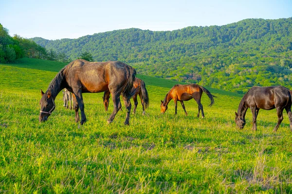 Летом Лошади Пасутся Горах — стоковое фото