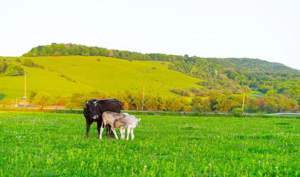 Vaca Ternera Prado — Foto de Stock