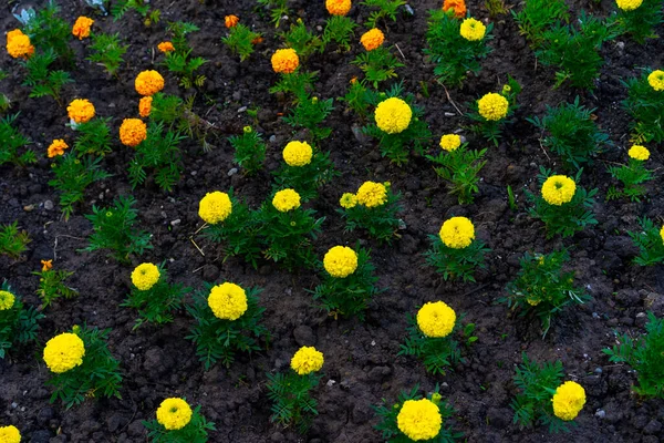 Gelbe Blumen Wachsen Boden — Stockfoto