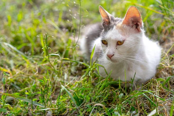 Chat Blanc Trouve Dans Herbe — Photo