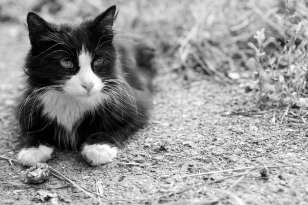 Gato Preto Com Manchas Brancas Olha Para Longe — Fotografia de Stock