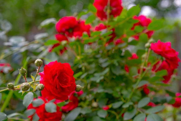 Kvetoucí Červené Růže Keře Pupeny — Stock fotografie