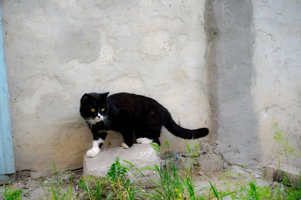 Schwarze Dickliche Katze Jagt — Stockfoto