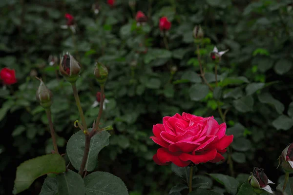 Rose Rosse Che Crescono Nel Terreno — Foto Stock