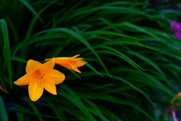 Orange Flowers Growing Ground — Stock Photo, Image