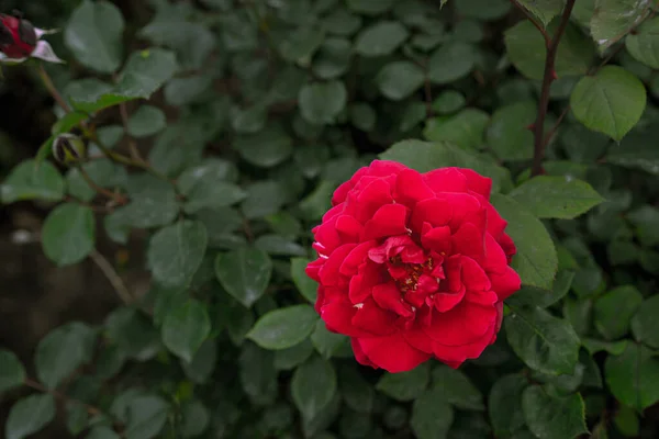 Blooming Bud Growing Red Rose — Stock Photo, Image