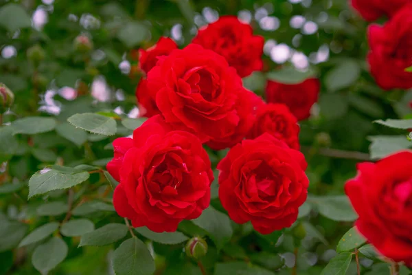 红玫瑰花丛的生长和开花 — 图库照片