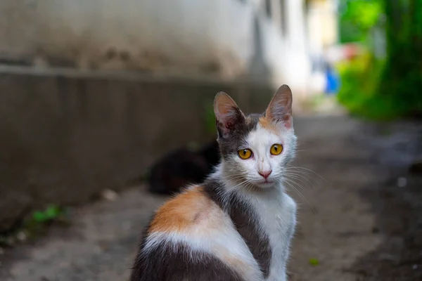 Gule Store Øyne Hos Voksen Katt – stockfoto