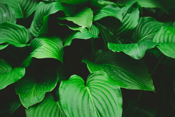 성장하는 식물의 커다란 — 스톡 사진