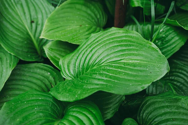 성장하는 식물의 커다란 — 스톡 사진