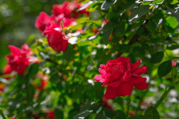 Bush Rostoucí Kvetoucí Rudé Růže — Stock fotografie