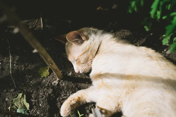 Chat Sans Abri Trouve Dans Jardin — Photo