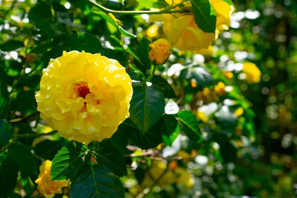 Muitas Rosas Amarelas Florescendo Jardim — Fotografia de Stock