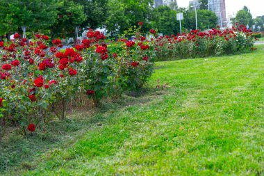 Şehirde açan kırmızı güller