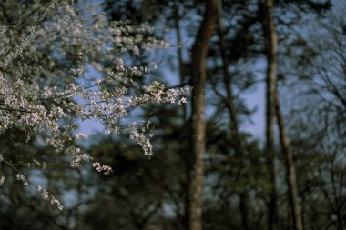 Çiçeklerle büyüyen ağaç