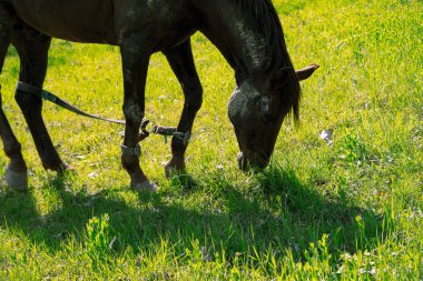 Çayırdaki at ot yer.