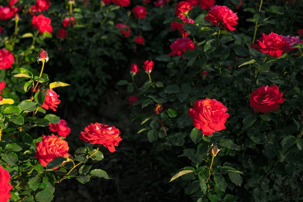 Rosas Rosadas Floreciendo Jardín —  Fotos de Stock