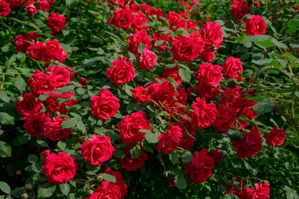 红玫瑰花丛 — 图库照片