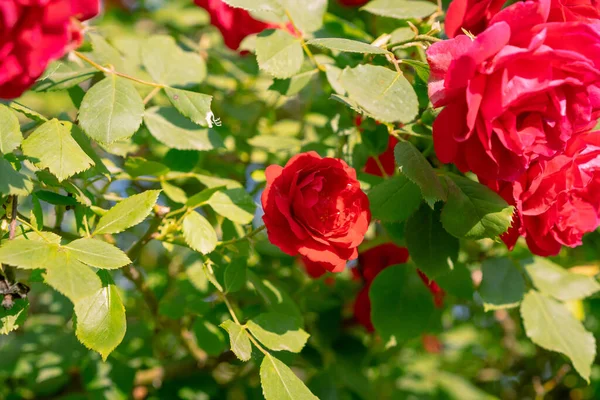 Rosas Rojas Floreciendo Jardín —  Fotos de Stock