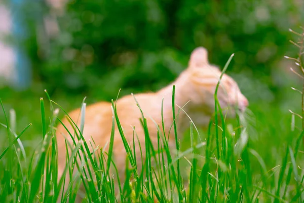 Green grass on a cat background